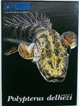 古代魚永久珍藏海報
